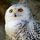 Schneeeule