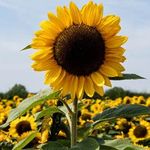 sunflower