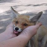 Foxist