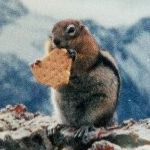 chipmunkcracker