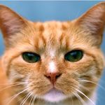 MiltonTheCat