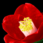 camellia