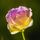 Sunset_Rose