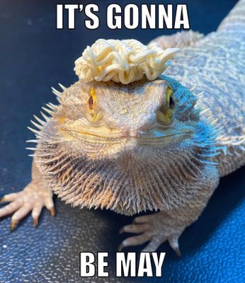 Bearded dragon with a piece of ramen on its head. Text says "It's gonna be May"